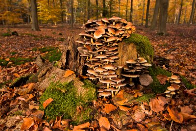 Hypholoma fasciculare - Gewone Zwavelkop - Sulphur Tuft