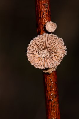 Schizophyllum commune - Waaiertje - Splitgill