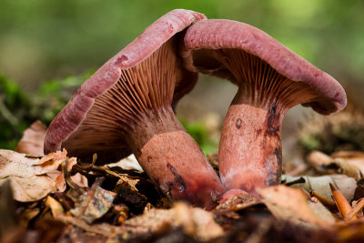 Lactarius camphoratus - Kruidige Melkzwam - Curry Milkcap