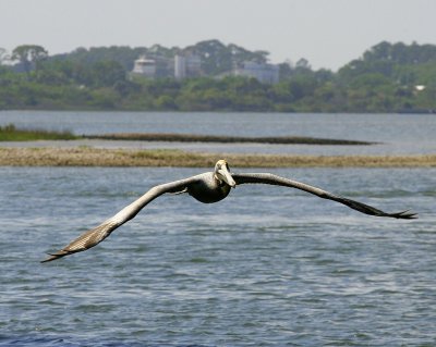 Intracoastal Waterway Pelican
