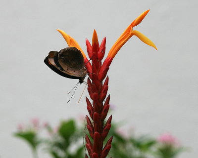 Butterfly,Key West