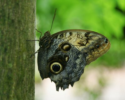 Key West Butterfly
