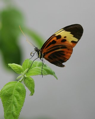 Key West Butterfly
