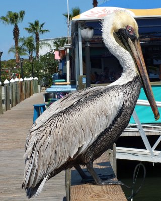 Inlet Harbor Pelican