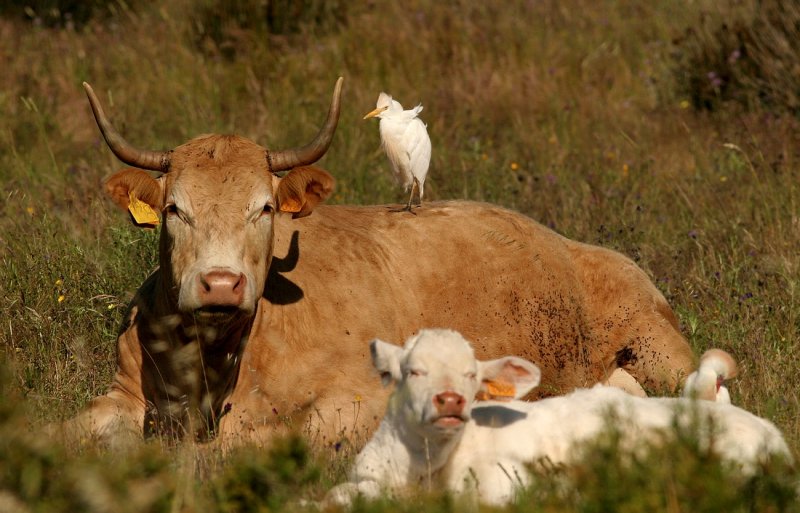 Koereiger - Ardeola ibis - Cattle Egret