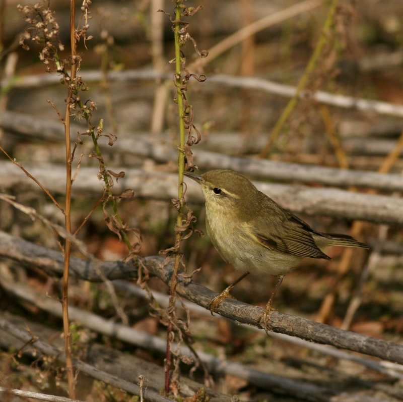 Tjiftjaf -  Phylloscopus collybita - Chiffchaff