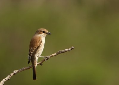 Grauwe Klauwier - Red-backed Shrike