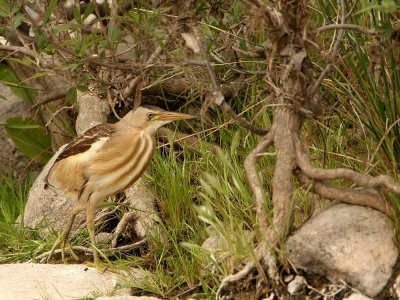 Woudaap - Ixobrychus minutus - Little Bittern