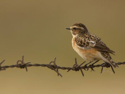 Paapje - Whinchat