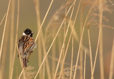 Rietgors - Emberiza schoeniclus - Reed Bunting