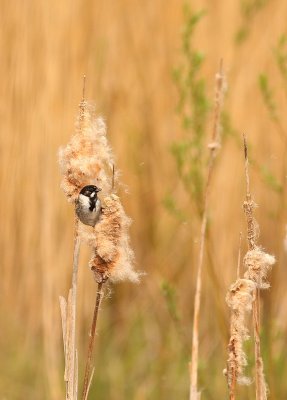 Rietgors - Emberiza schoeniclus - Reed Bunting