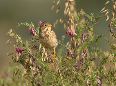 Grauwe Gors - Emberiza calandra - Corn Bunting