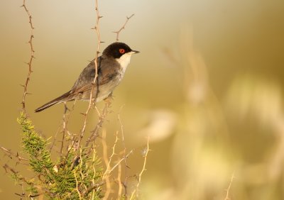 Kleine Zwartkop - Sylvia melanocephala - Mediterranean Warbler