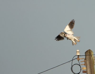 Grijze Wouw - Black-shouldered Kite