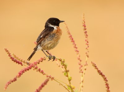 Roodborsttapuit - Saxicola torquata - Stonechat