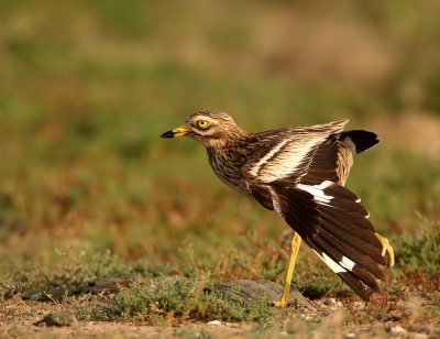 Griel - Stone Curlew