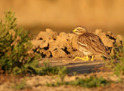 Griel - Burhinus oedicnemus - Stone Curlew