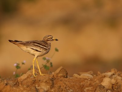 Griel - Burhinus oedicnemus - Stone Curlew