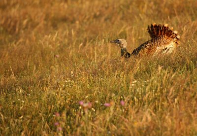 Grote Trap -  Otis tarda - Great Bustard