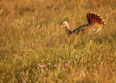 Grote Trap - Great Bustard