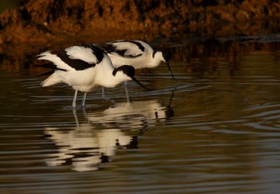 Kluut - Avocet