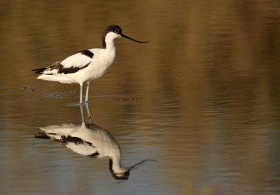 Kluut - Recurvirostra avosetta - Avocet