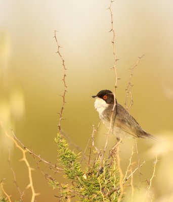 Kleine Zwartkop - Sylvia melanocephala - Mediterranean Warbler