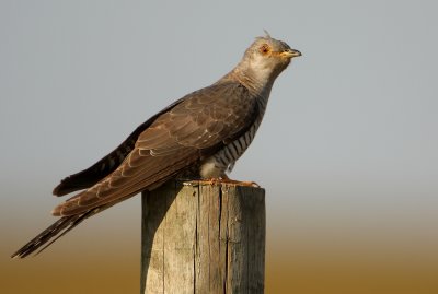 Koekoek - Cuculus canorus - Cuckoo