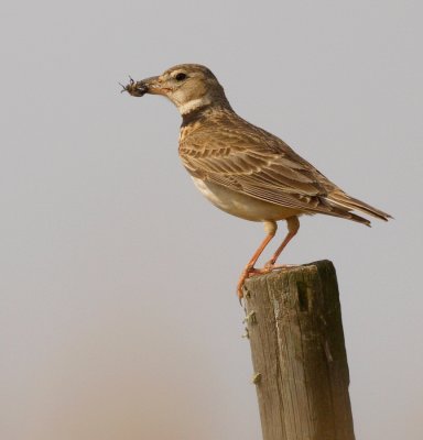 Kalanderleeuwerik - Calandra Lark