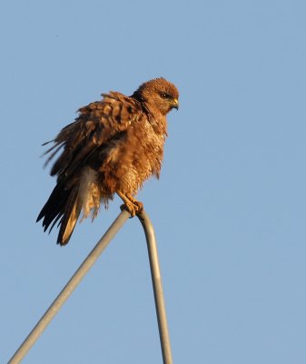 Buizerd - Buteo buteo - Common Buzzard