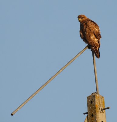 Buizerd - Buteo buteo - Common Buzzard