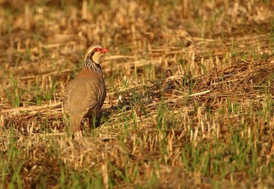 Rode Patrijs - Alectoris rufa - Red-legged Partridge