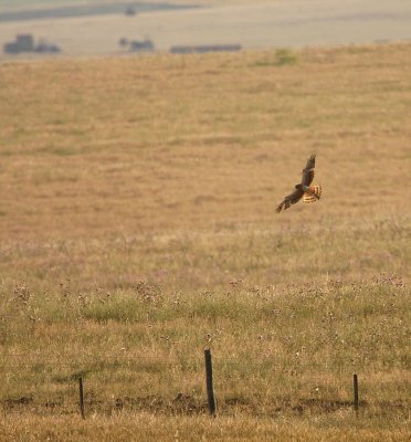 Grauwe Kiekendief  - Circus pygargus - Montagu's Harrier