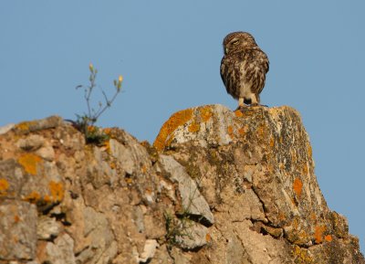 Steenuil - Athene noctua - Little Owl