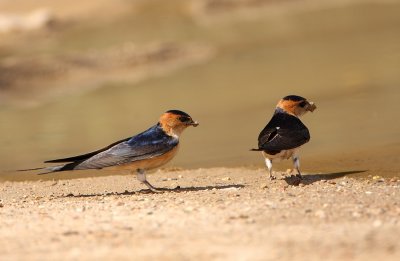 Roodstuitzwaluw - Hirundo daurica - Red-rumped Swallow