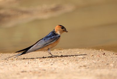 Roodstuitzwaluw - Red-rumped Swallow