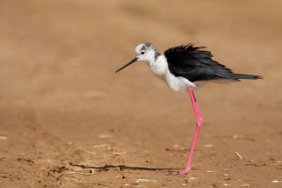 Steltkluut - Black-winged Stilt