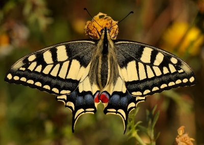 Koninginnepage - Papilio machaon - Swallowtail