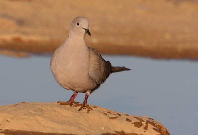 Turkse Tortel - Streptopelia decaocto Collared - Turtle Dove