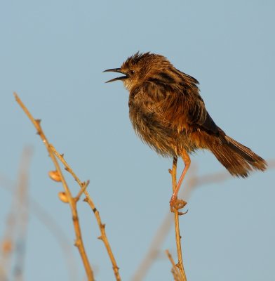 Graszanger - Cisticola juncidis - Zitting Cisticola