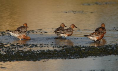 Kanoet - Calidris canutus - Knot