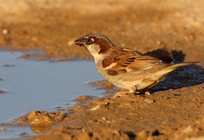 Huismus - House Sparrow