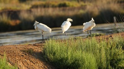 Diverse vogels - Several birds