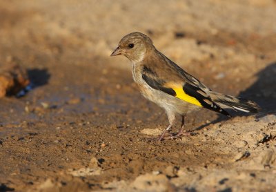 Putter - Goldfinch