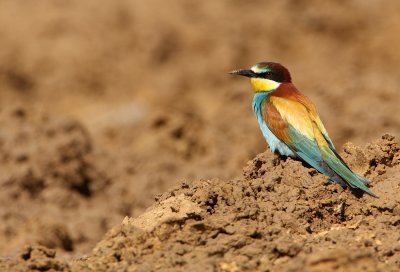 Bijeneter - Bee-eater