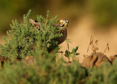 Griel - Stone Curlew