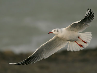 Kokmeeuw - Larus ridibundus - Black-headed Gull