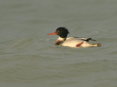 Middelste Zaagbek -Mergus serrator - Red-breasted Merganser