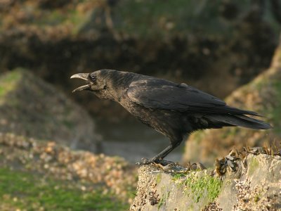 Zwarte Kraai -  Corvus corone - Carrion Crow