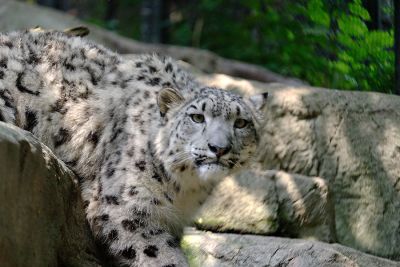 Pittsburgh Zoo July 9, 2006